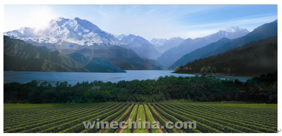 焉耆县加大葡萄酒相关产业招商引资